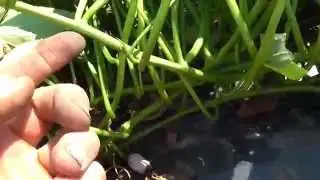 Каталог сортов батата (кусты)