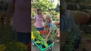 The Shady Ladies are chatting about Asters & perennial Mums