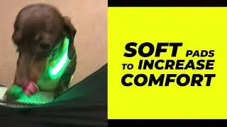 Ultra A Line LED Light Up LED Dog Harnesses