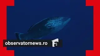 O nouă specie exotică în Marea Neagră: prădătorul de 2 kg ar putea pune în pericol ecosistemul marin
