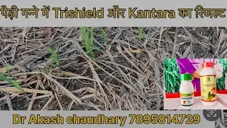 पैड़ी गन्ने में कमाल का रिजल्ट आया इन दवाइयों का।Dr Akash chaudhary| #farming #sugarcane #pbc