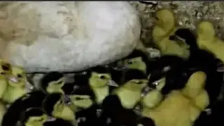بقطعة فيبر وشويت بيض 💥😟هتعملي مزرعة وز وبط وفراخ بفكرة متخطرش علي بال العفريت