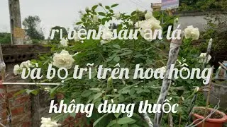 Trị bệnh s&acirc;u ăn l&aacute; v&agrave; bọ trĩ tr&ecirc;n hoa hồng kh&ocirc;ng d&ugrave;ng thuốc