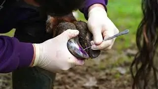 EXTREME Horse Hoof Rot: You Won't Believe How Bad It Is! 😱 (Graphic Content)