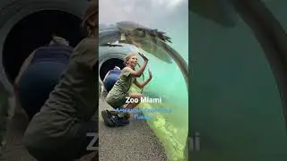 Crocodile Tunnel at Zoo Miami #zoomiami #crocodile 🐊 🌴