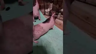 #skinnypig #guineapig #guineapigs #rodents #cavylover #rodent #cavylife #cavy #cavylove #cavys