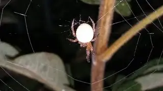 Spiders After Rain