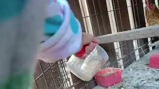 Cómo darles comer a mis. Animales 