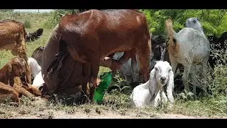 Village Life in Pothwar, Punjab, Pakistan. Strong Tea of Goats Pure and fresh milk. Vlog .