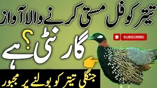 Good News 👍? Teeter ko bulane wali awaaz|kaly teetar ki awaz|Black Teetar voice Kale Teetar ki awaaz
