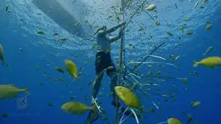 Fish Aggregation Device (FAD) Freediving Underwater Teaser