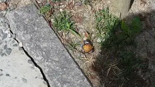 Butterfly, Kyoto