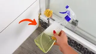 How Get Rid of Mold Naturally in Few Minutes