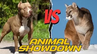 Pit Bull or Mountain Lion: Who Reigns Supreme?