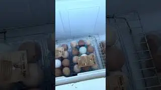 Farm Fresh Eggs - Farm Stand Road Trip #1  Discovery