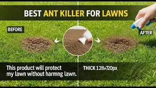 TOP 5 Best Ant Killer For Lawns 2025 | Products Tested