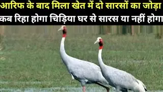 आरिफ की दोस्ती सारस के जोड़े | प्रेम के प्रतीक | Arif saras pakshi | Crane Bird 🕊️🐦 in Up