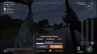 Unique Common Snook Everglades Fisherman - Fishing Planet