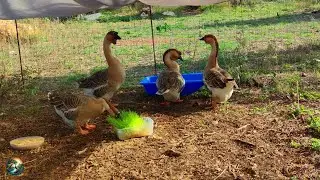 Hydroponic Oat Served 🤣 African Geese Quartet 🦢 Mind Healing Farm