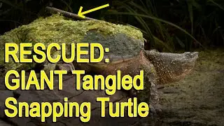 Rescued a Giant Tangled Wetlands Snapping Turtle
