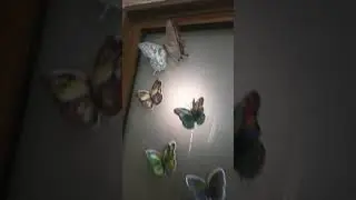 Door decoration with 3d butterflies