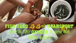Fish Seed Packing For Transport