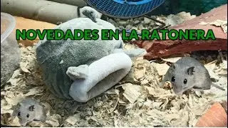 Los RATONES PIGMEOS destrozan su nido | Novedades en la ratonera