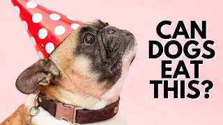 Foods that Are Actually Good for Dogs 🐕 | What You Can Safely Share!