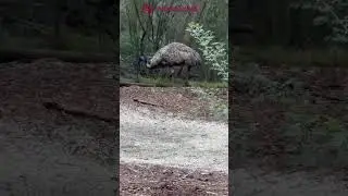 Male emu hatches eggs while female roams free #australia #travel #emubird #sanctuary #birds