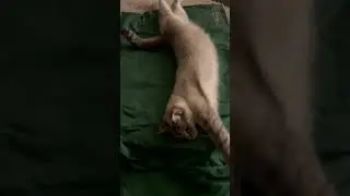 Cat Loves The Dogs Coleman Cooling Pad