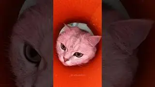 Oh no 🤦😹 #shorts #cats