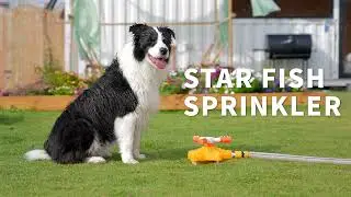All for paws - Star Fish Sprinkler