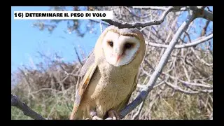 COME ADDESTRARE I RAPACI | 16) Determinare il peso di volo