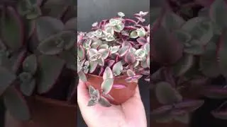 Fresh😍😍😍 !!!!!! Stunning Crassula Marginalis plant 🪴🪴🪴 in a  pot  #shorts