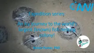 Expedition series: An icy journey to the world&rsquo;s largest (known) fish nesting colony!