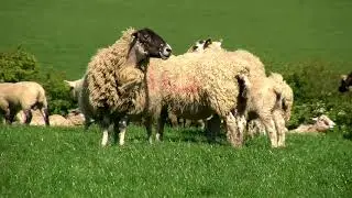 Managing pre-lambing ewe nutrition