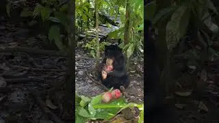 Ice block enrichment for sun bear #sunbear #wildlife #nature #conservation