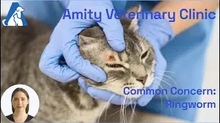Ringworm in Pets | Symptoms, Contagion & How to Treat at Home