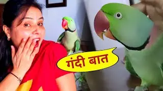 Mummy's Son Parrot Pablo - Spoiled