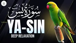 Surah Yasin | Beautiful Quran Recitation | Heart of Quran