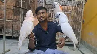 World Largest white colour cockatoo// Moulaccan cockatoo Talking// How to interact with your parrot 