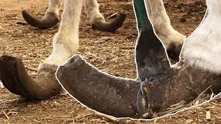 Super stress-relieving donkey hoof cutting collection丨ASMR丨Donkey hoof cutting sound