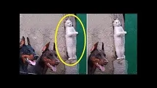 ♥Cute Cats and Kittens Doing Funny Things 2018♥ #8 - Funny Cat compilation