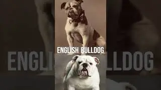 Dogs Then And Now #shorts