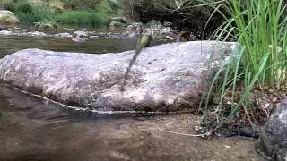 Dragonfly dancing