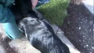 Bogi1