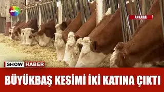 Kasaplarda ''şap'' ucuzluğu!