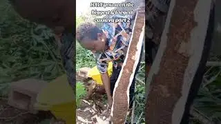 HAVE YOU SEEN THE LONGEST & BIGGEST CASSAVA?