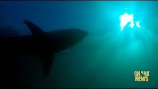 Great White Deaths | Shark Week 2018