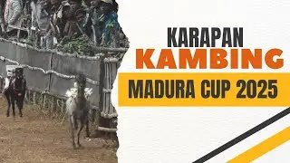 Madura Cup 2025 KARAPAN KAMBING
